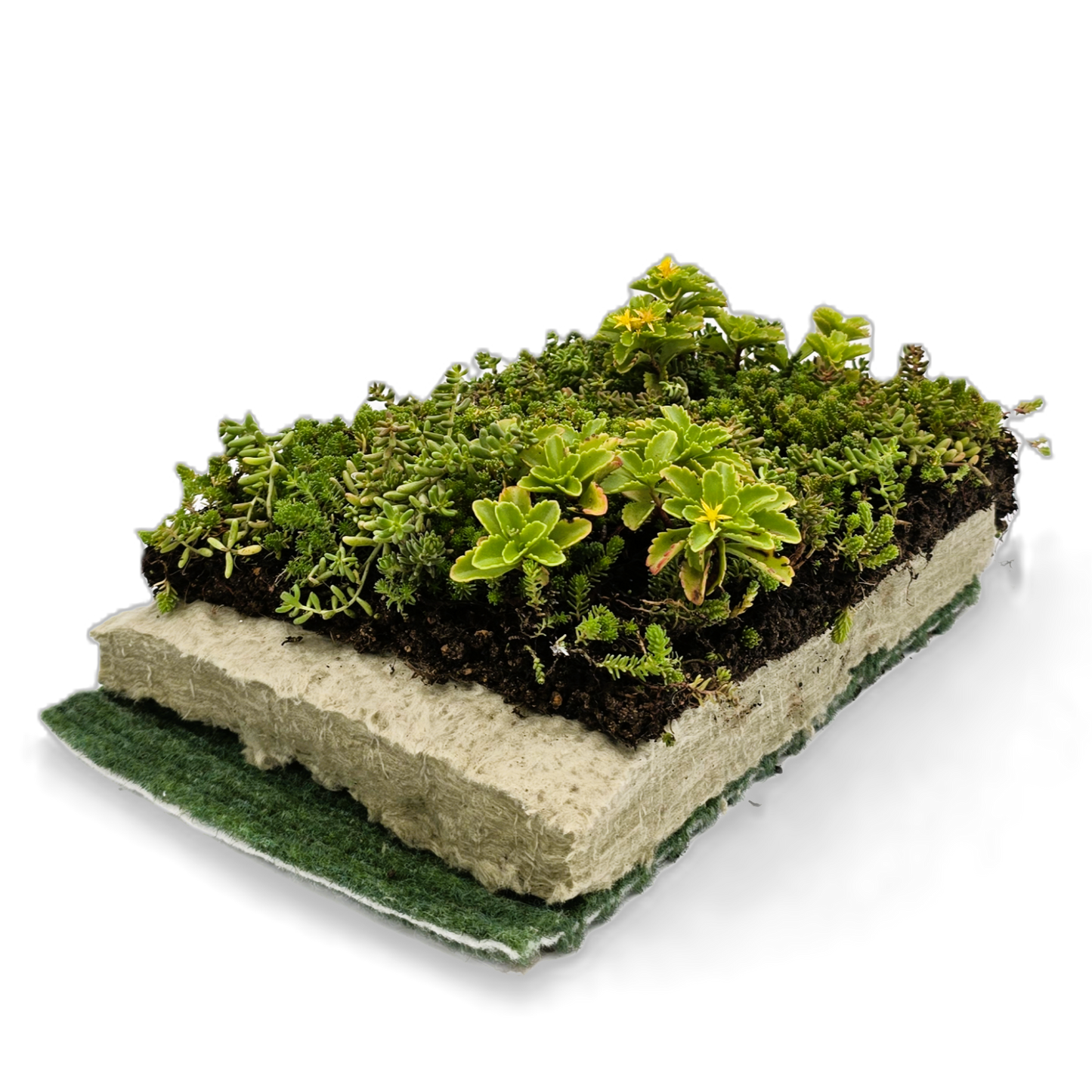 Komplettsystem als substratloser Extensiv-Leichtaufbau mit geringer Aufbauhöhe und fertig begrünter SEMA exklusiv Vegetationsmatte. Urbanscape Greenroll, Struktur- und Speichervlies 800 g/m², Besonders hoher Wasserspeicher. Ideal für leicht geneigte Dächer