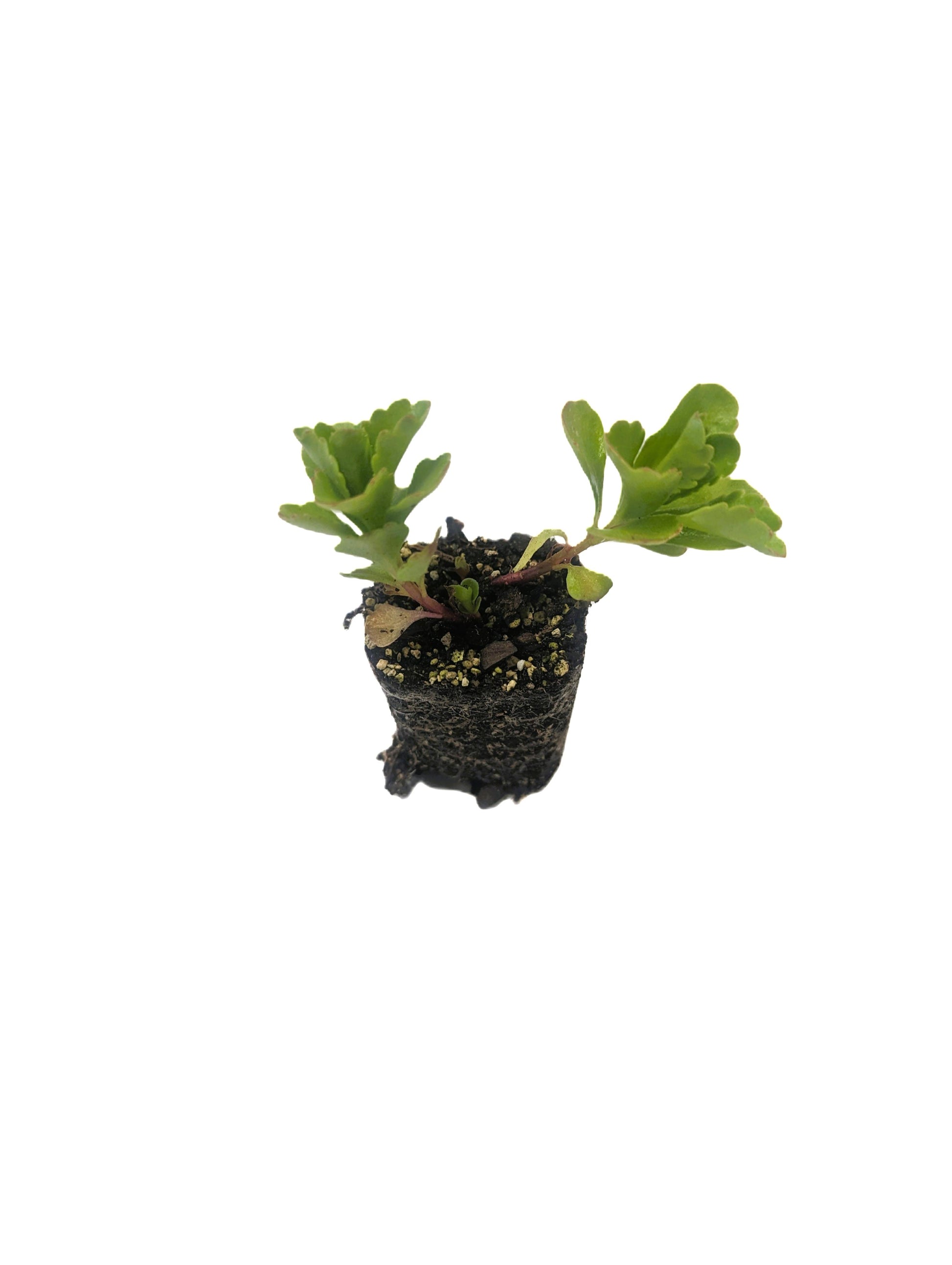 eine Sedum-Flachballenstaude, direkt ins Substrat pflanzen, flexible Gestaltung der Dachfläche, langlebigen Vegetationsdecke.