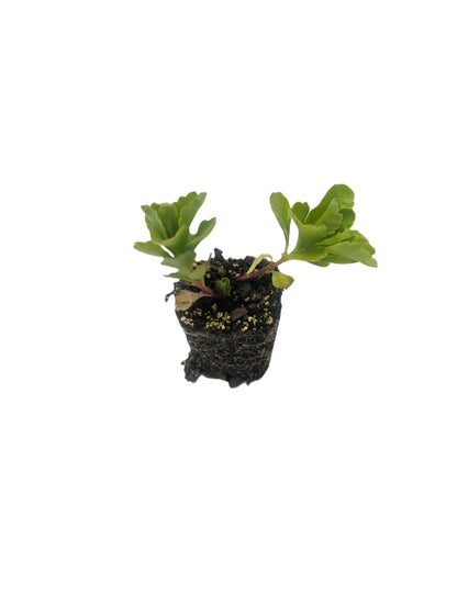 eine Sedum-Flachballenstaude, direkt ins Substrat pflanzen, flexible Gestaltung der Dachfläche, langlebigen Vegetationsdecke.