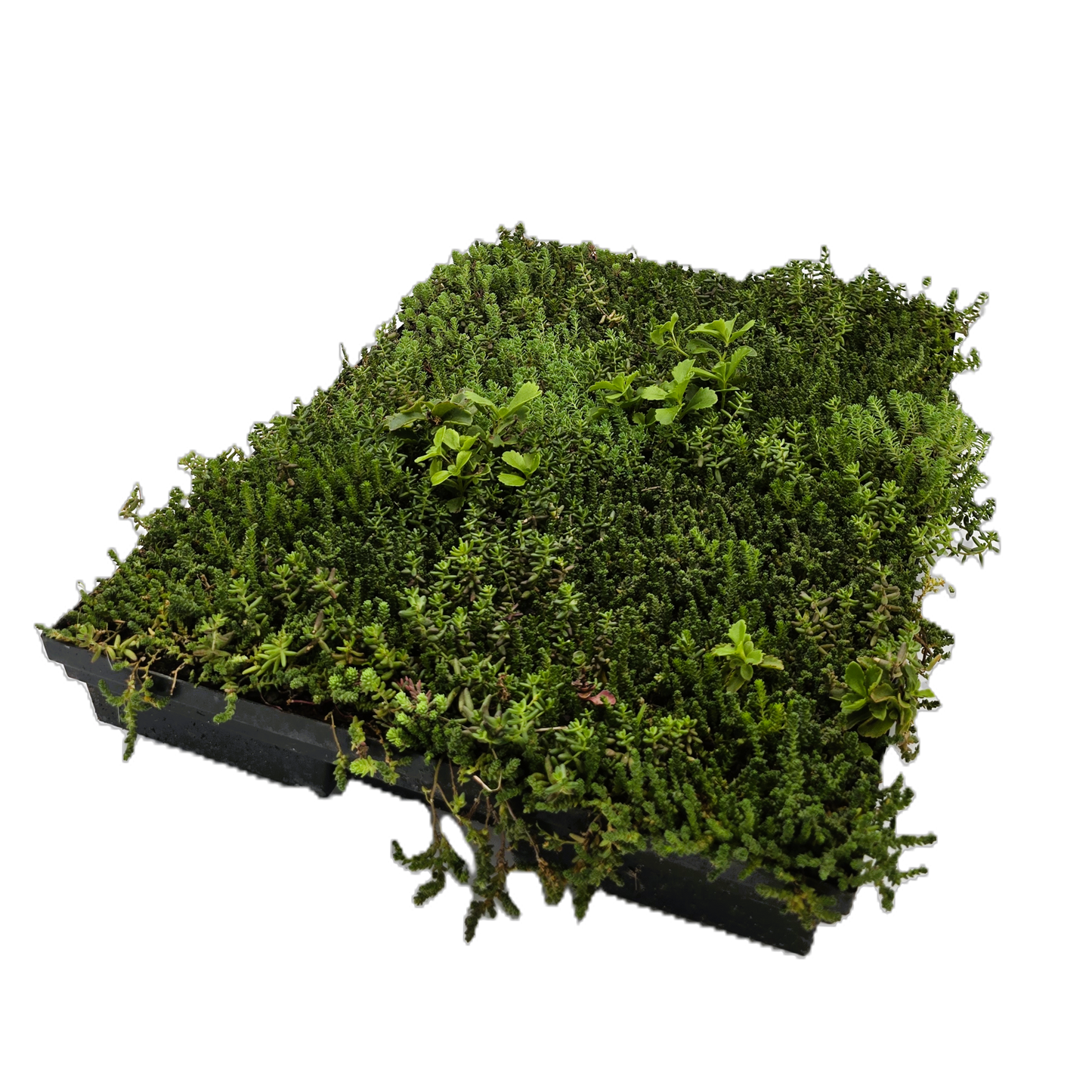 Kunststoffelement mit Drainagefunktion, 100 g/m² Filtervlies, Extensivsubstrat leicht, Flächiger Sedum Bewuchs, Ganzjährig verlegbar, Geringer Pflegeaufwand, Sedumkassette
