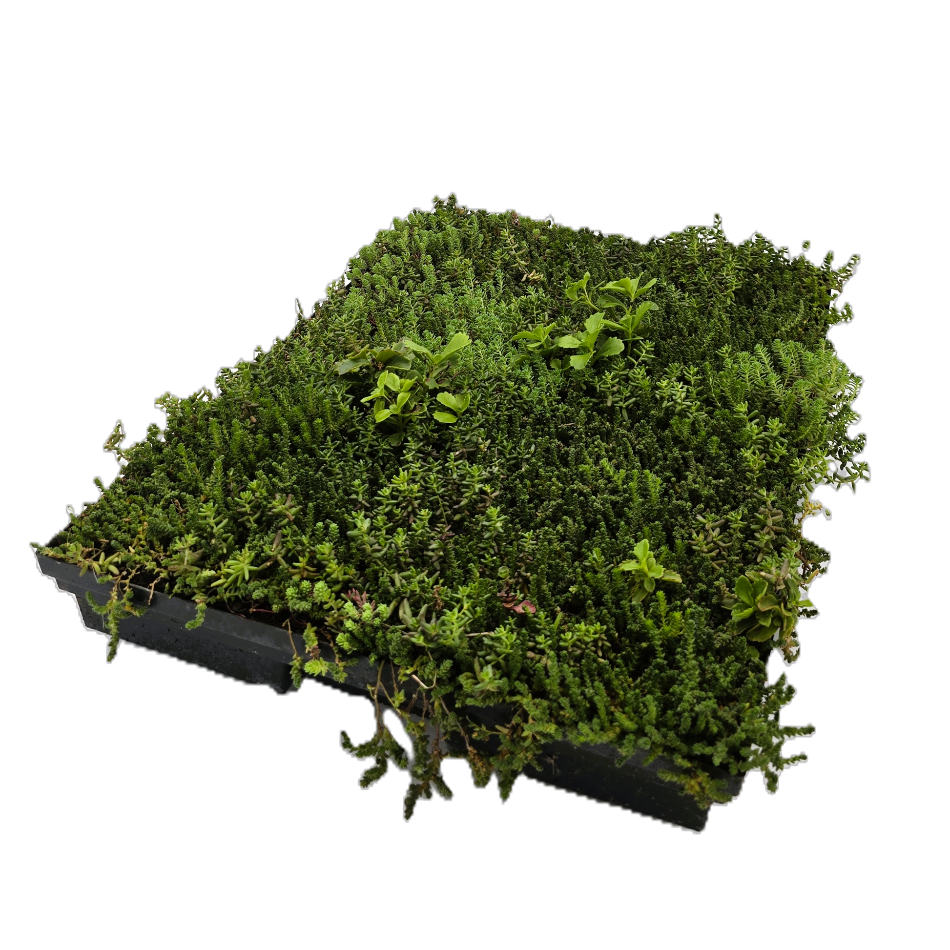 Kunststoffelement mit Drainagefunktion, 100 g/m² Filtervlies, Extensivsubstrat leicht, Flächiger Sedum Bewuchs, Ganzjährig verlegbar, Geringer Pflegeaufwand, Sedumkassette