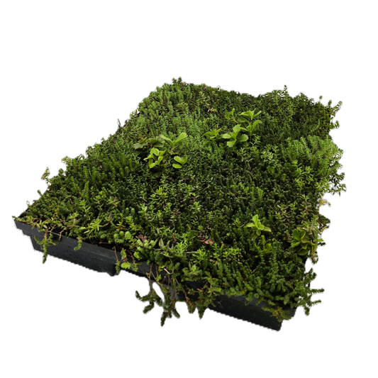 Kunststoffelement mit Drainagefunktion, 100 g/m² Filtervlies, Extensivsubstrat leicht, Flächiger Sedum Bewuchs, Ganzjährig verlegbar, Geringer Pflegeaufwand, Sedumkassette
