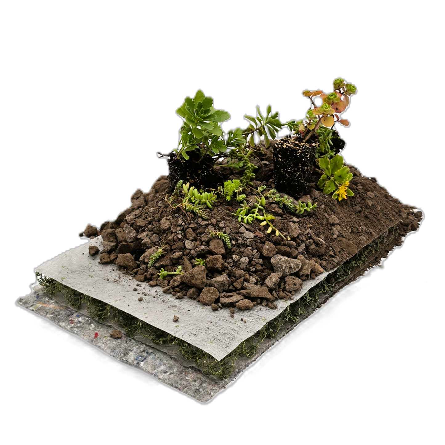 Komplettsystem als klassischer Substrataufbau mit einer Bepflanzung mit Sedum Sprossen und Sedum Flachballen.