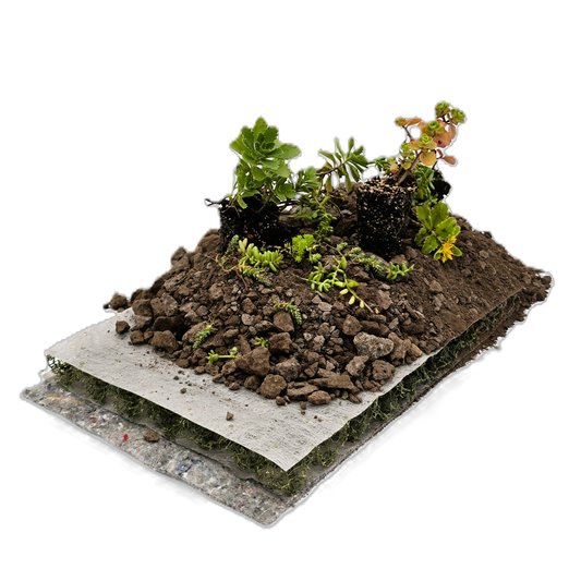 Komplettsystem als klassischer Substrataufbau mit einer Bepflanzung mit Sedum Sprossen und Sedum Flachballen.