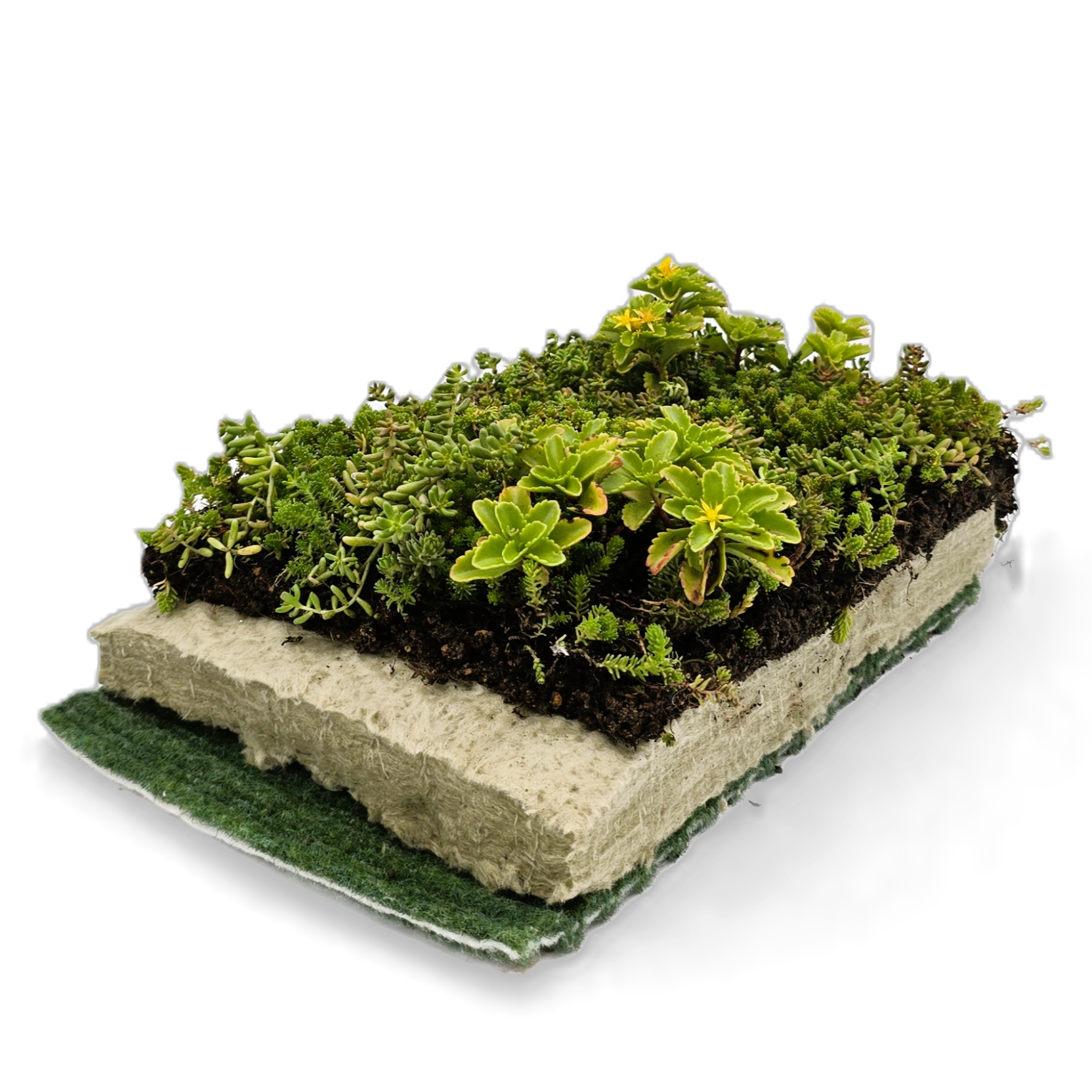 Komplettsystem als substratloser Extensiv-Leichtaufbau mit geringer Aufbauhöhe und fertig begrünter SEMA exklusiv Vegetationsmatte. Urbanscape Greenroll, Struktur- und Speichervlies 800 g/m², Besonders hoher Wasserspeicher. Ideal für leicht geneigte Dächer