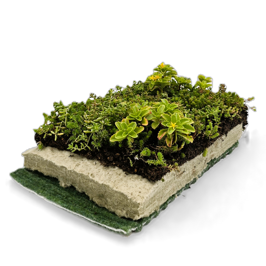 Komplettsystem als substratloser Extensiv-Leichtaufbau mit geringer Aufbauhöhe und fertig begrünter SEMA exklusiv Vegetationsmatte. Urbanscape Greenroll, Struktur- und Speichervlies 800 g/m², Besonders hoher Wasserspeicher. Ideal für leicht geneigte Dächer