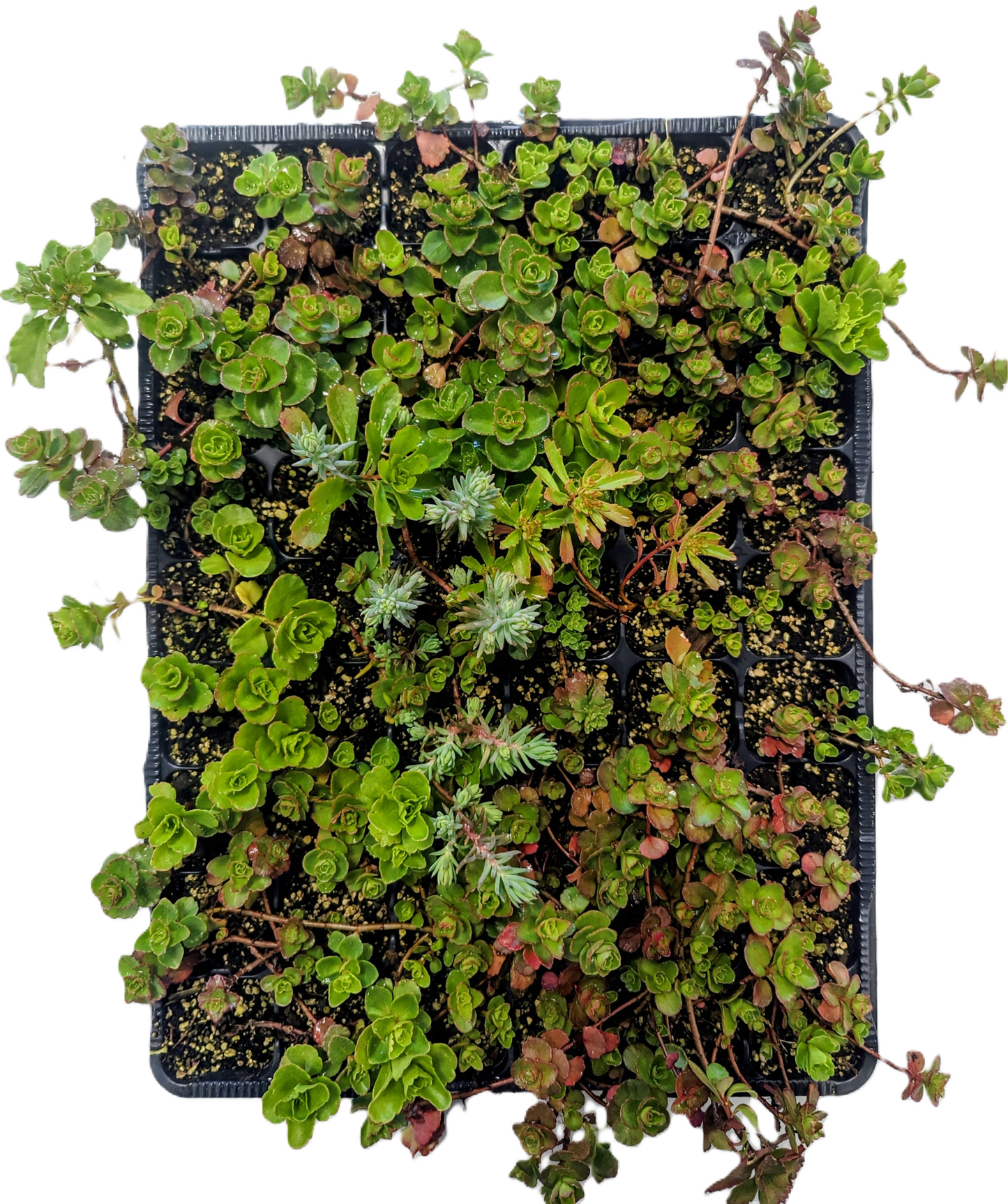 Sedum-Flachballenstauden in Kiste für leichten Transport