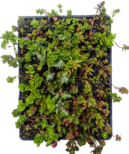 Sedum-Flachballenstauden in Kiste für leichten Transport