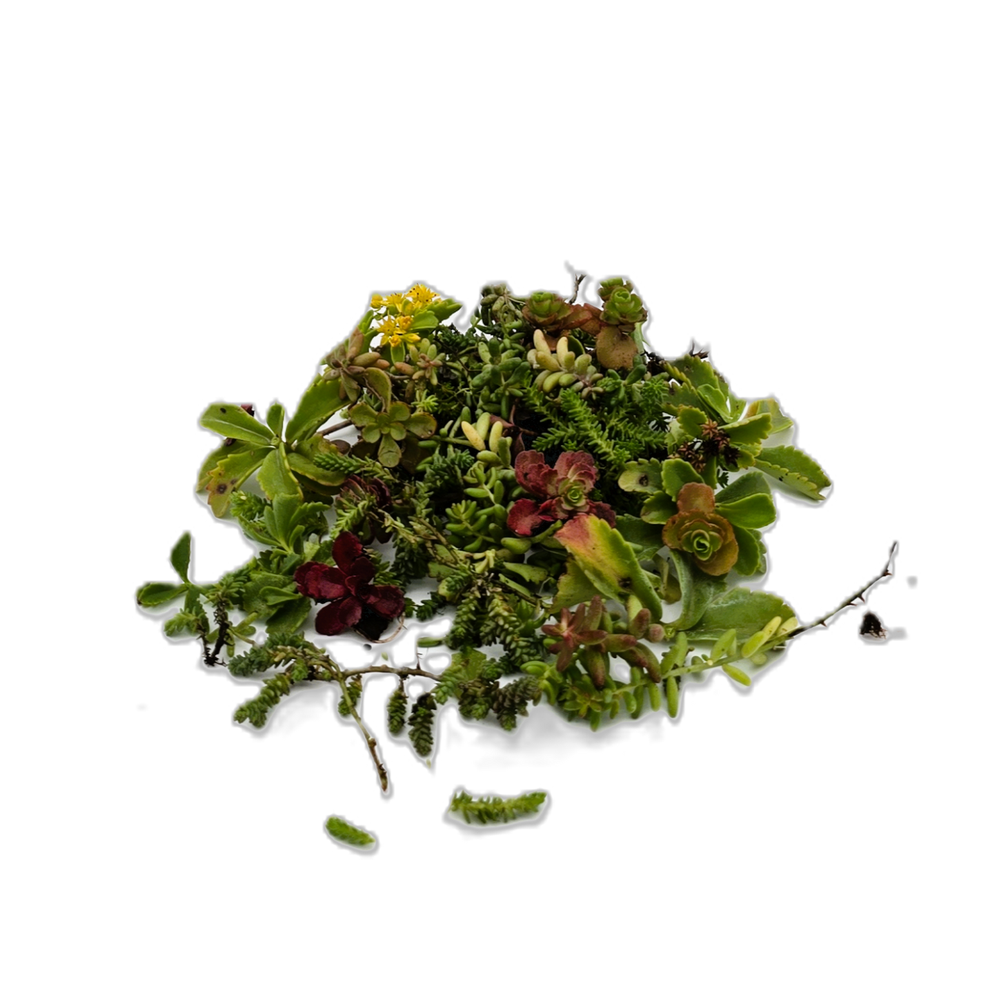 Sedumsprossen sind frische Triebe ausgewählter Sedum-Arten, die
direkt auf das vorbereitete Substrat ausgebracht werden, besonders geeignet für große Flächen und wirtschaftliche
Dachbegrünungen