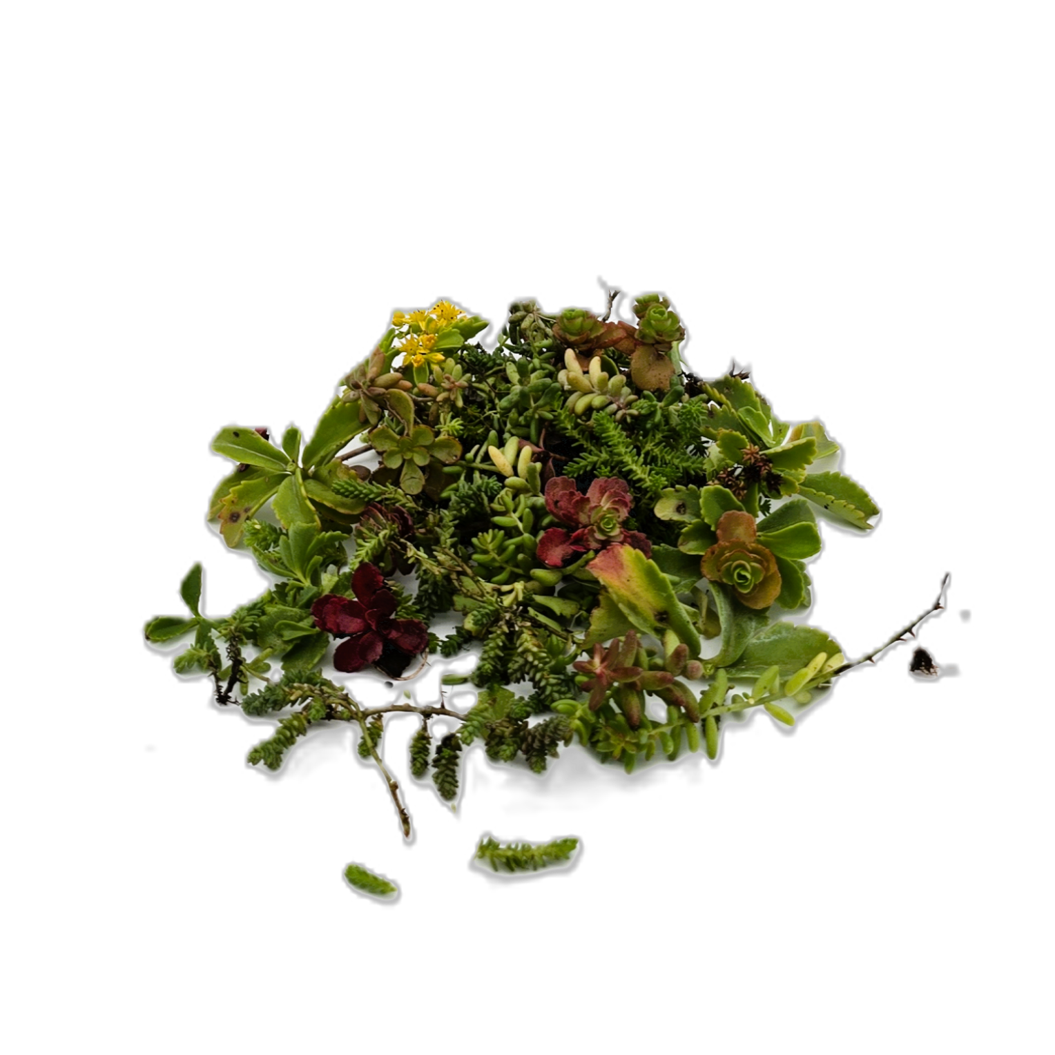 Sedumsprossen sind frische Triebe ausgewählter Sedum-Arten, die
direkt auf das vorbereitete Substrat ausgebracht werden, besonders geeignet für große Flächen und wirtschaftliche
Dachbegrünungen