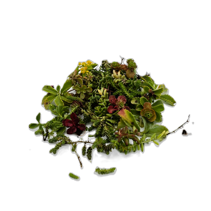 Sedumsprossen sind frische Triebe ausgewählter Sedum-Arten, die
direkt auf das vorbereitete Substrat ausgebracht werden, besonders geeignet für große Flächen und wirtschaftliche
Dachbegrünungen